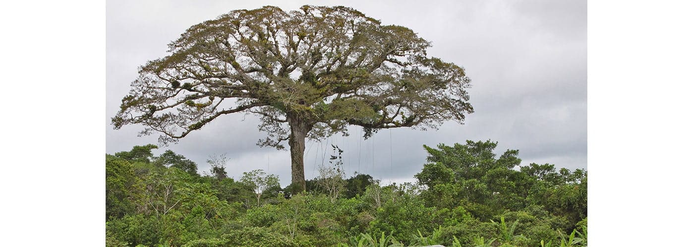 biodiversidad colombiana