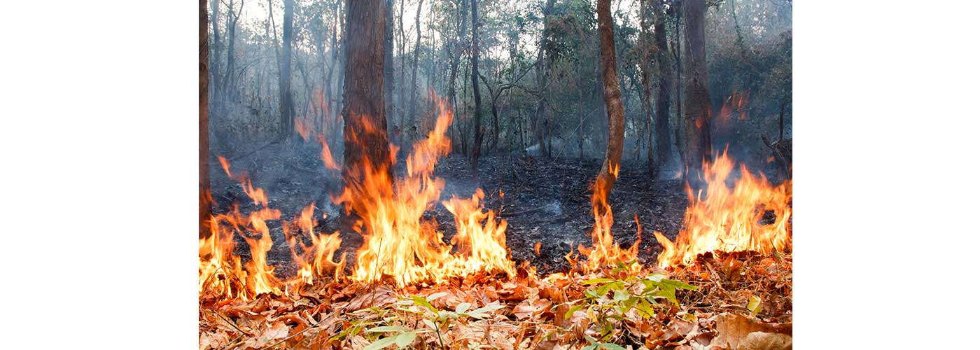 incendios en bosques tropicales