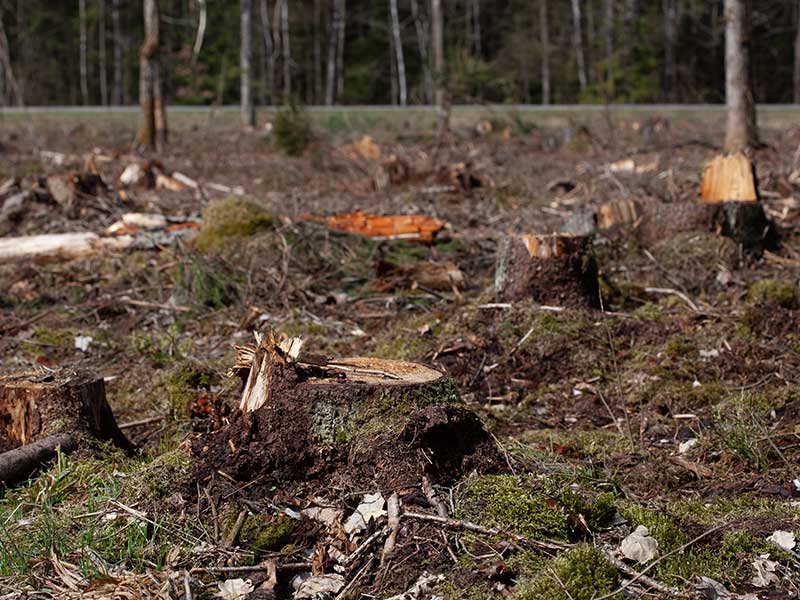 Ley de Delitos Ambientales, deforestación